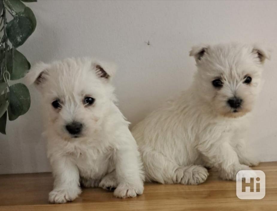 Westik štěňata bez pp - foto 1