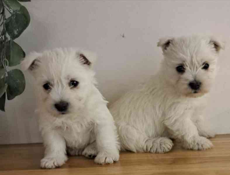 Westik štěňata bez pp - foto 1