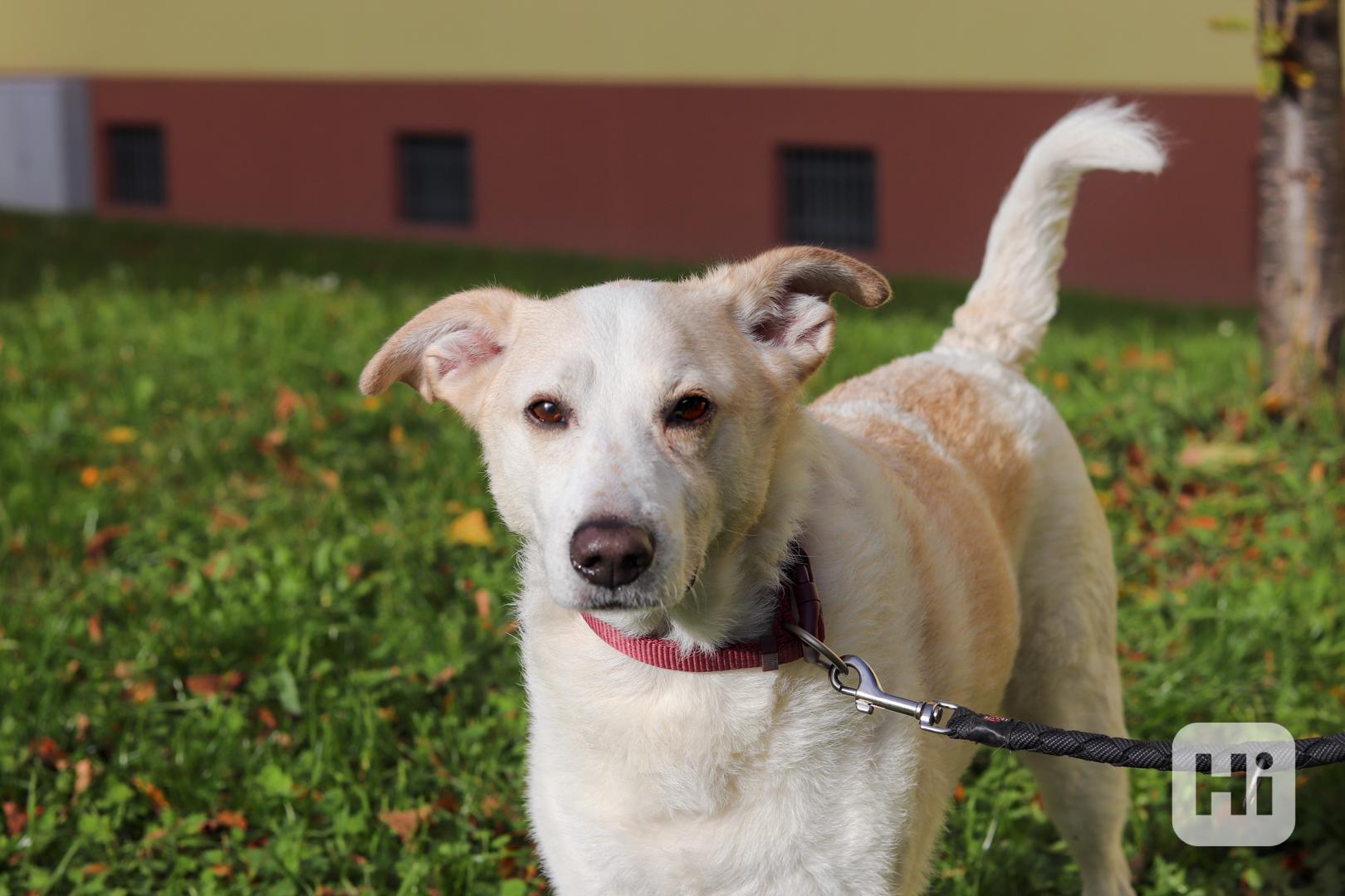 Poco Loco ❤ přátelský mazel ❤ - foto 1