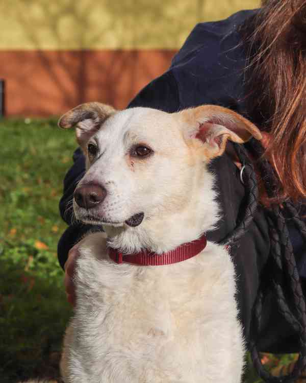 Poco Loco ❤ přátelský mazel ❤ - foto 13