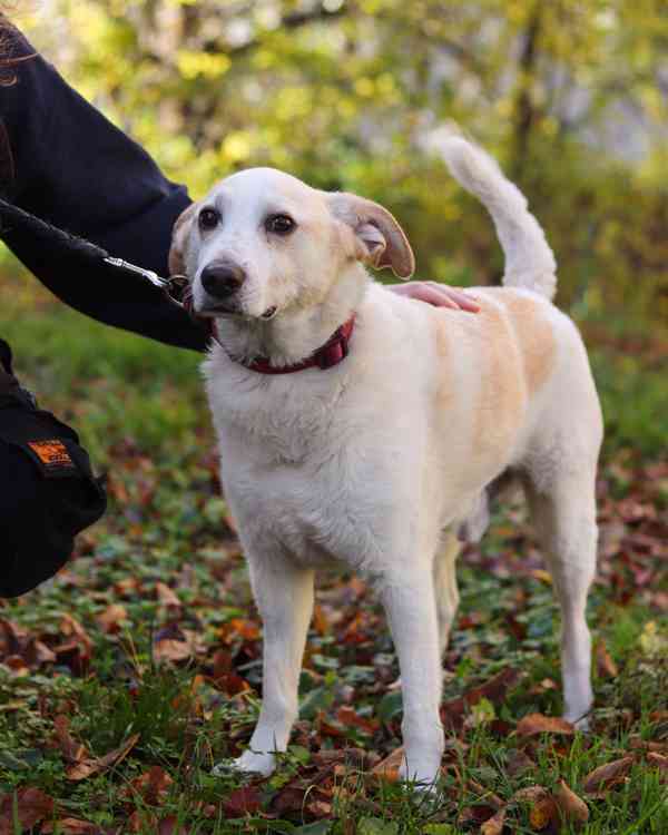 Poco Loco ❤ přátelský mazel ❤ - foto 14