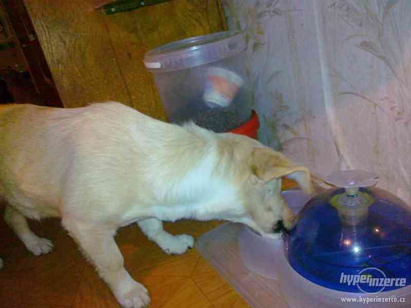 Fenka LUNA hledá domov *2011 - foto 3