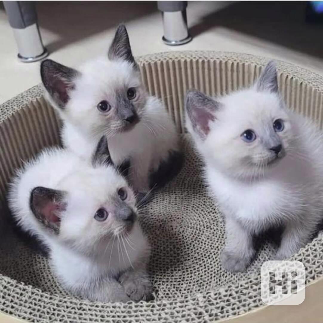 Zdarma dárek Kotátko Ragdoll k adopci zdarma    - foto 1
