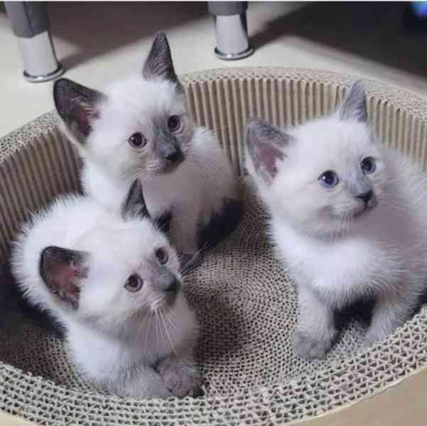 Zdarma dárek Kotátko Ragdoll k adopci zdarma    - foto 1