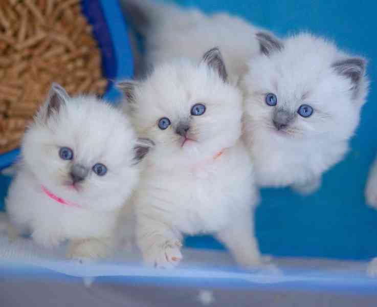 Zdarma dárek Kotátko Ragdoll k adopci zdarma    - foto 2
