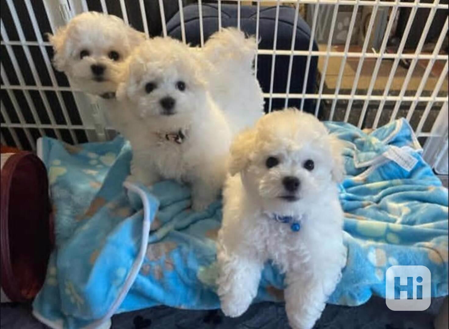 Prodáme štěňata bišonka frise s PP. - foto 1