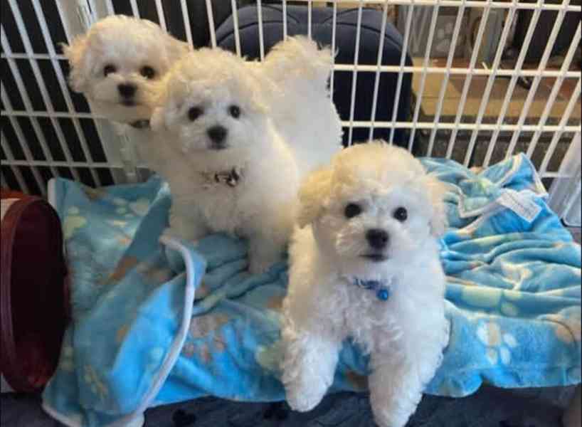 Prodáme štěňata bišonka frise s PP.