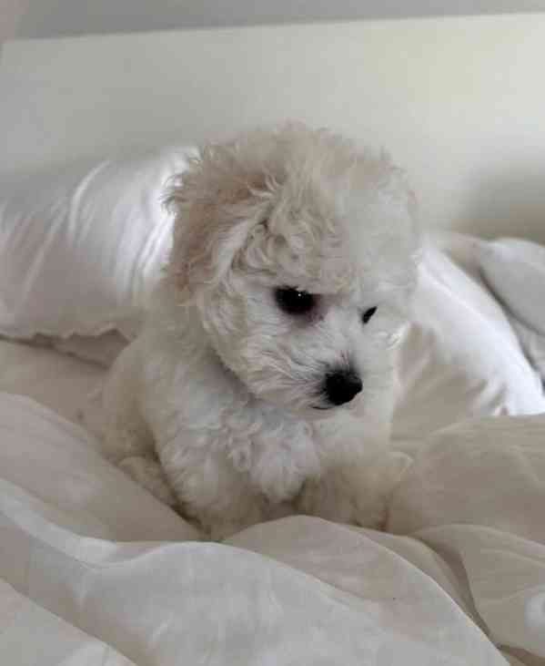 Prodáme štěňata bišonka frise s PP. - foto 2