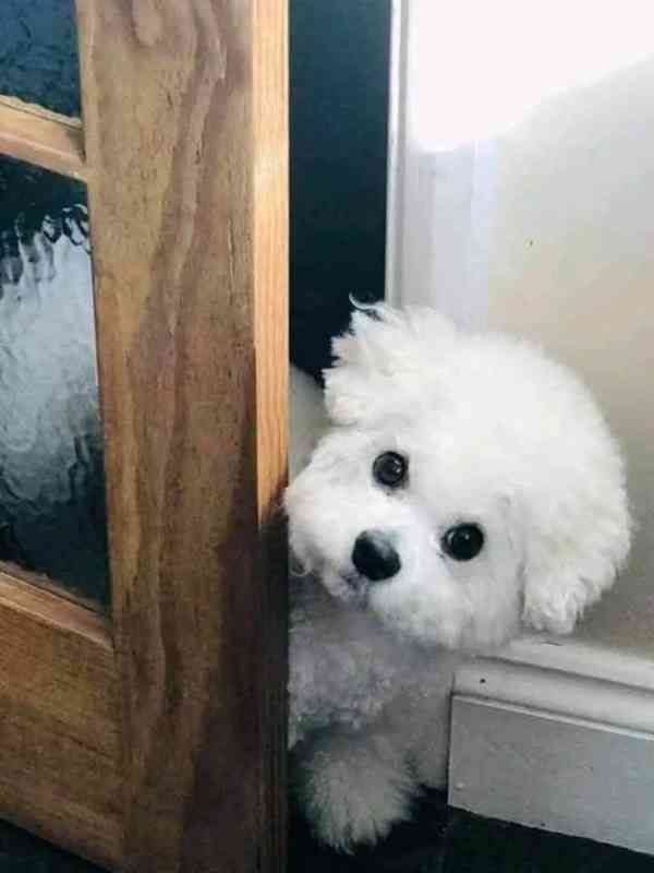 Prodáme štěňata bišonka frise s PP. - foto 4