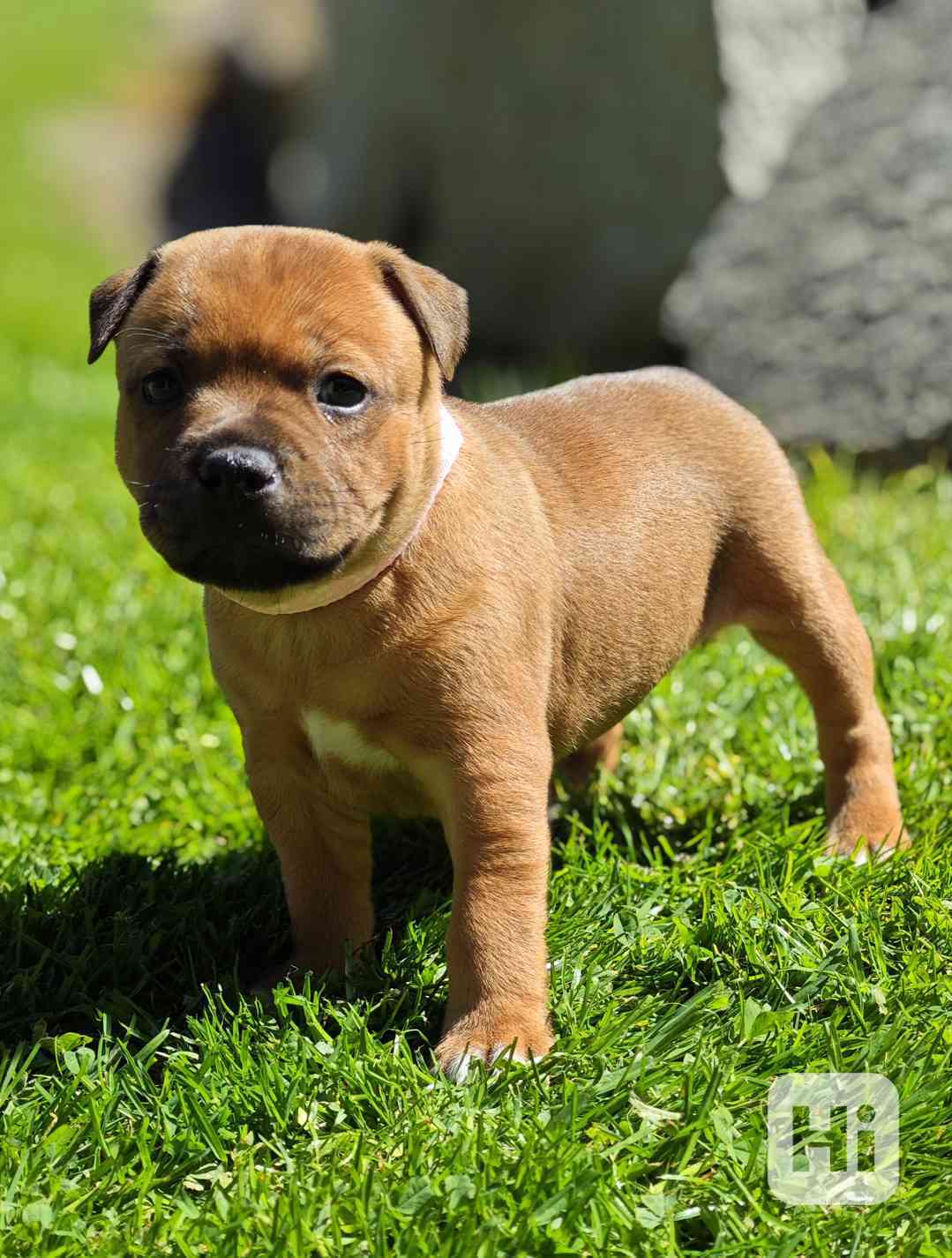 Stafordšírský bulteriér  - foto 1