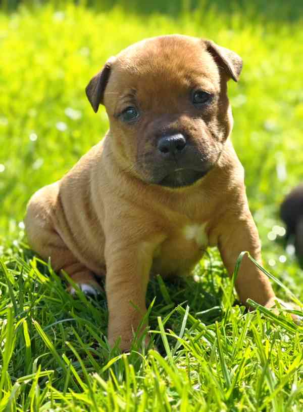 Stafordšírský bulteriér  - foto 6