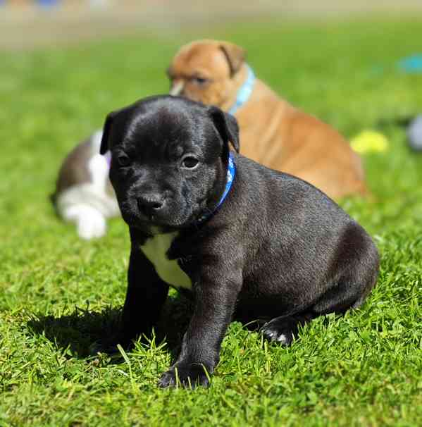 Stafordšírský bulteriér  - foto 2