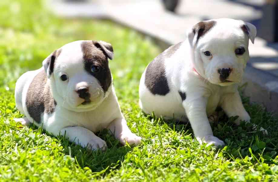 Stafordšírský bulteriér  - foto 4