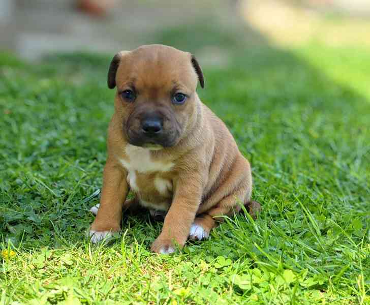 Stafordšírský bulteriér  - foto 7