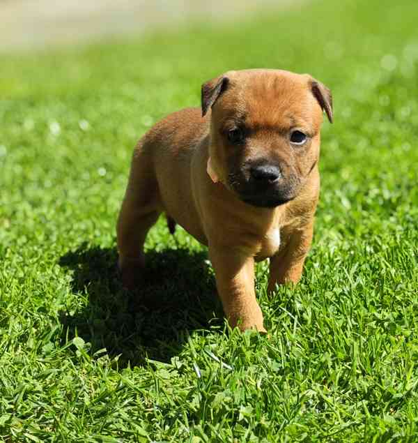 Stafordšírský bulteriér  - foto 3