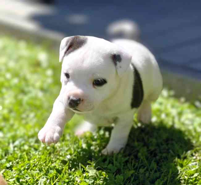 Stafordšírský bulteriér  - foto 8