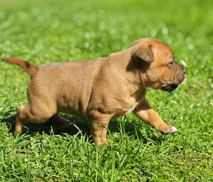 Stafordšírský bulteriér  - foto 5