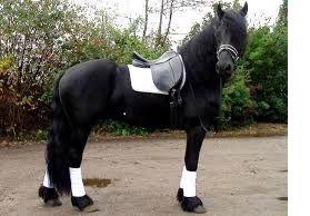Vynikající fríský kůň pro nového majitele - foto 1