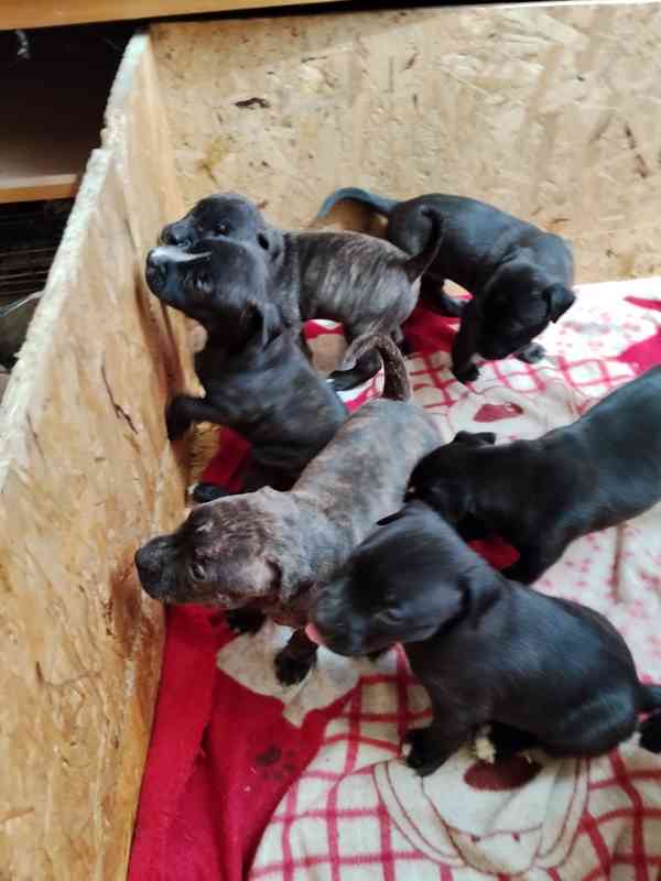 Americký pitbulteriér s PP - foto 5