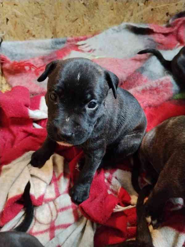 Americký pitbulteriér s PP - foto 2
