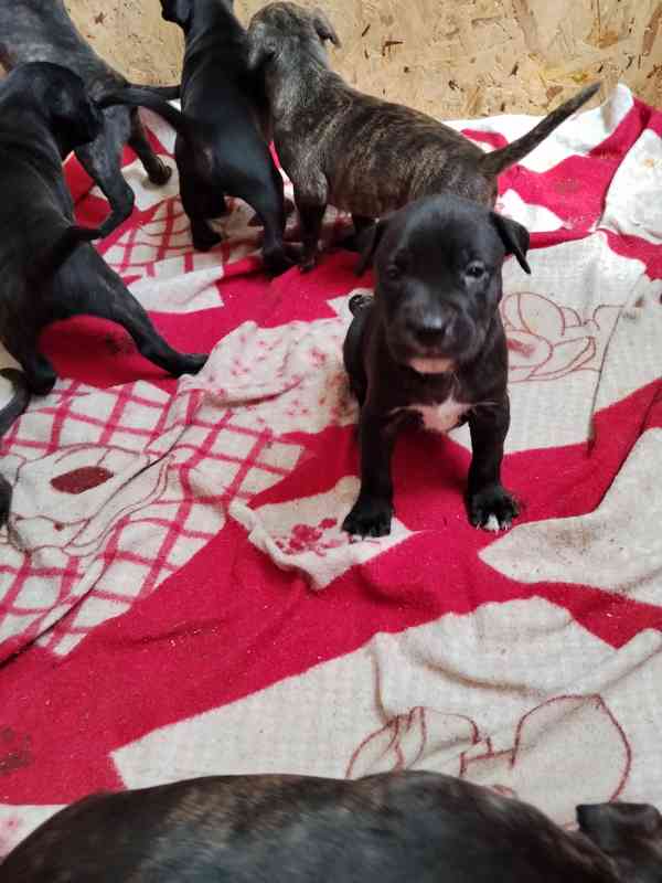 Americký pitbulteriér s PP - foto 4