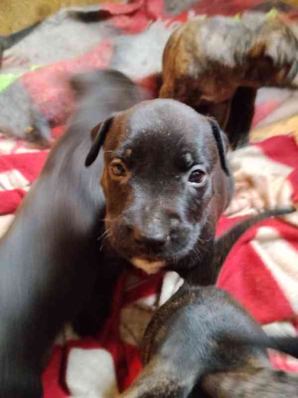 Americký pitbulteriér s PP - foto 1