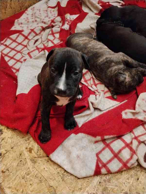 Americký pitbulteriér s PP - foto 3