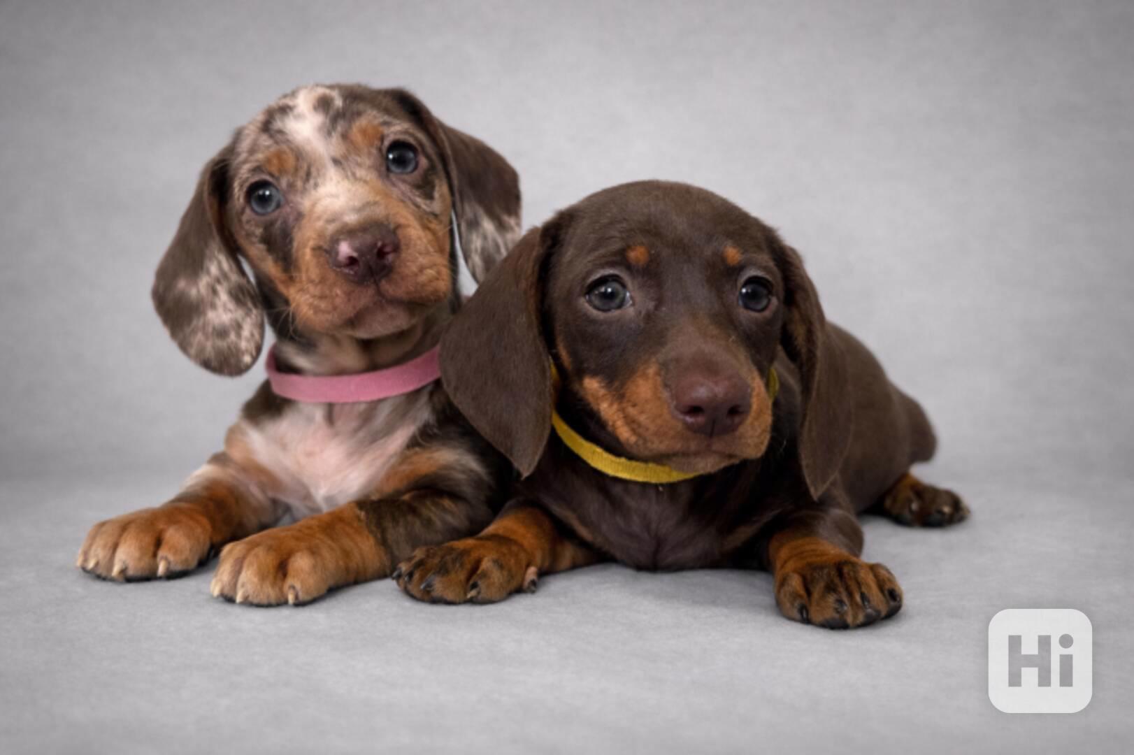 Rotvajler-Prodám štěňata  - foto 1