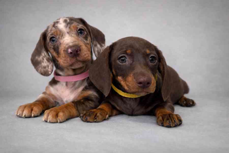 Rotvajler-Prodám štěňata 