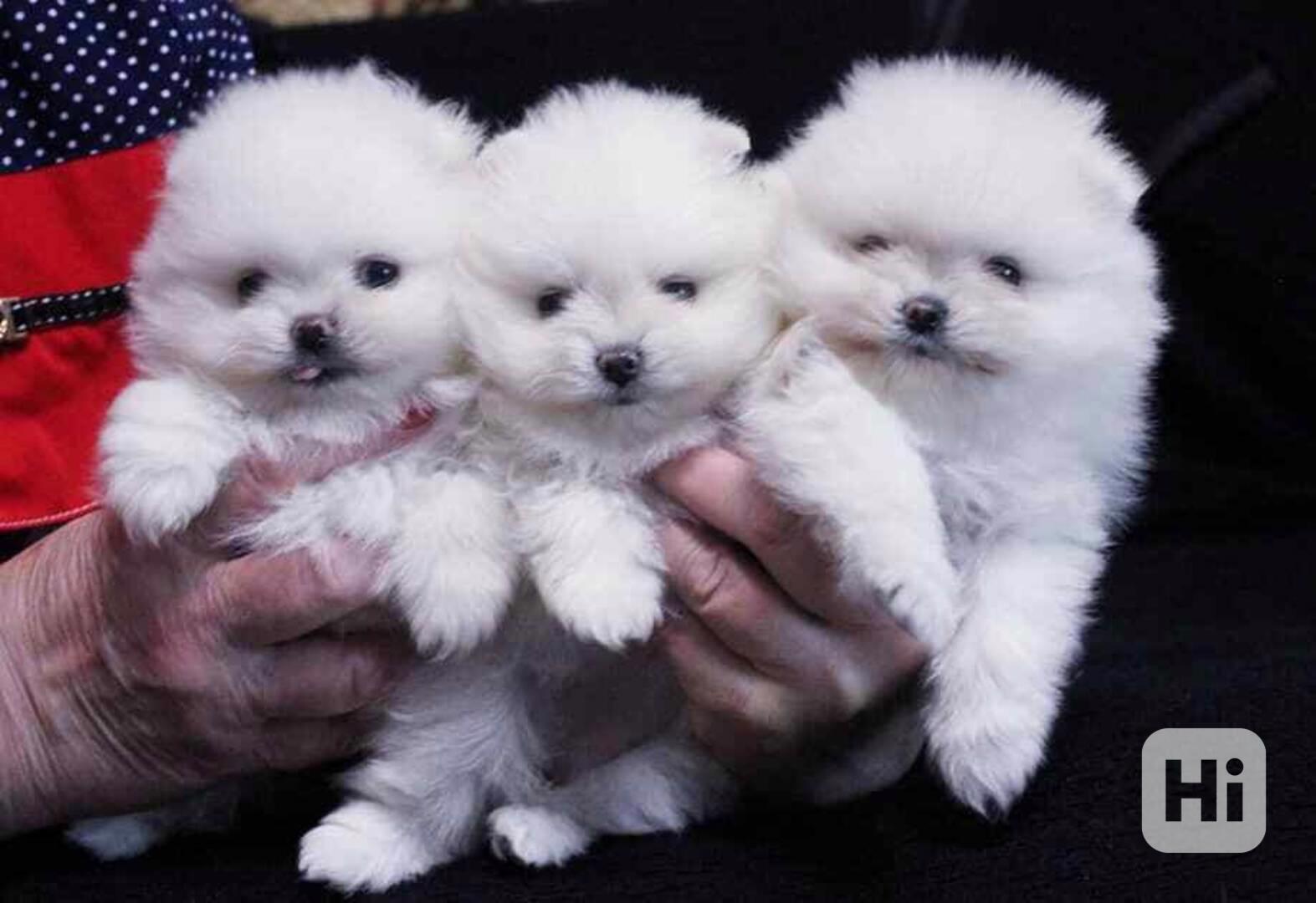  Pomeranian štěňata s pp - foto 1