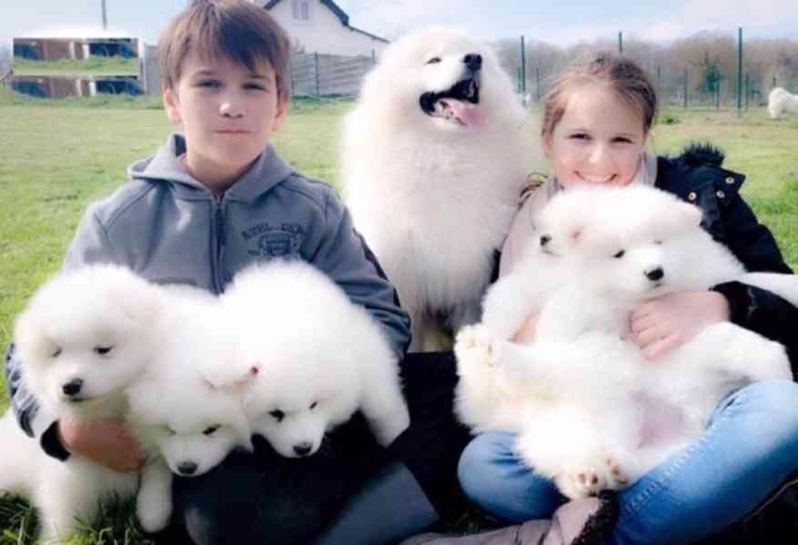  Pomeranian štěňata s pp - foto 2