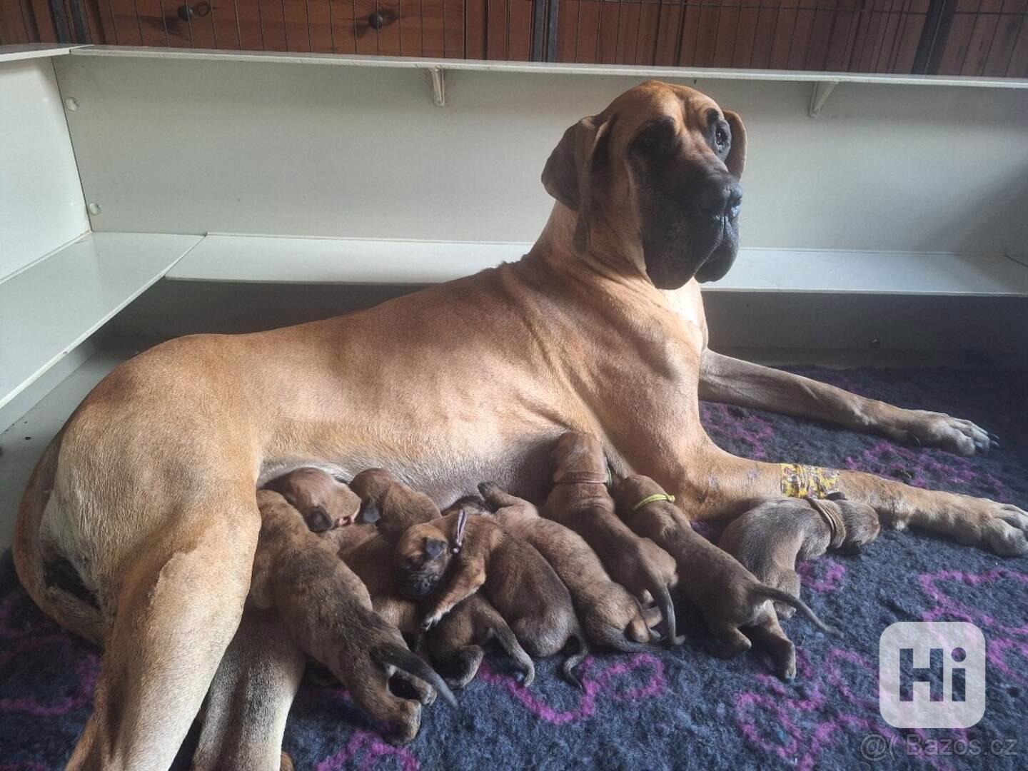 Německá doga žlutá a žíhaná s PP (FCI) - foto 1