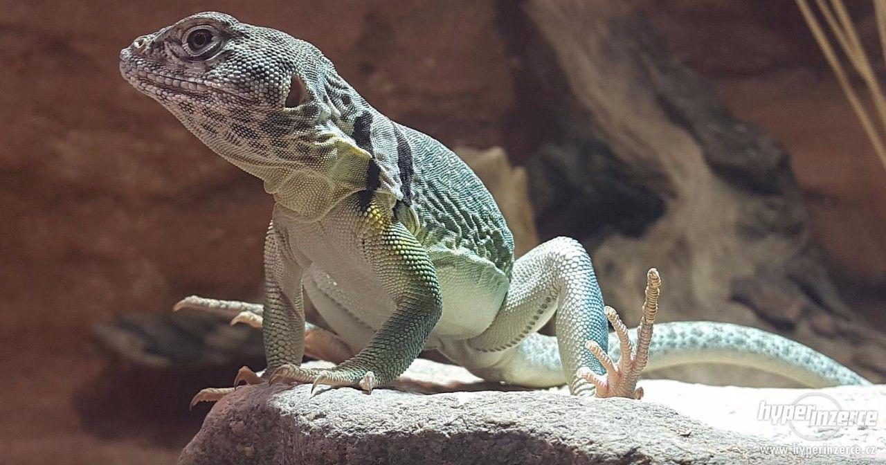 Leguánek Obojkový – Crotaphytus Collaris - foto 1