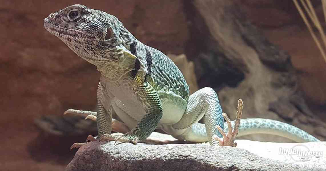 Leguánek Obojkový – Crotaphytus Collaris - foto 1