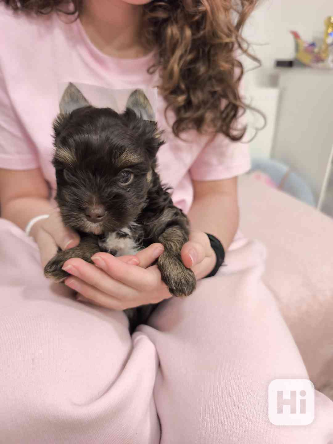 Jorkšírský teriér - čokoládový s PP - foto 1