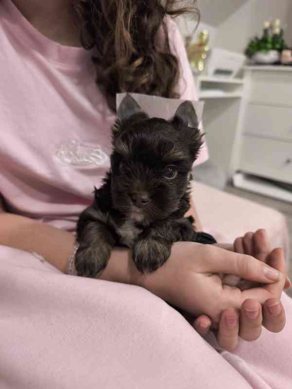 Jorkšírský teriér - čokoládový s PP - foto 3