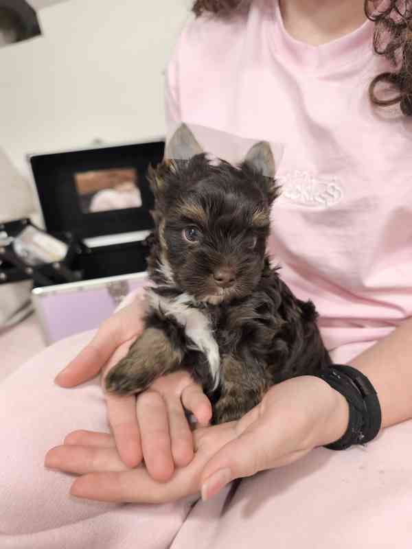 Jorkšírský teriér - čokoládový s PP - foto 5