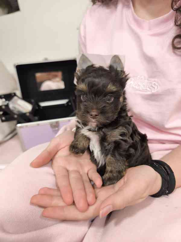 Jorkšírský teriér - čokoládový s PP - foto 4