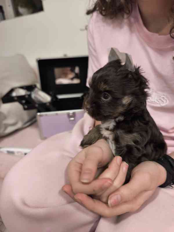 Jorkšírský teriér - čokoládový s PP - foto 2