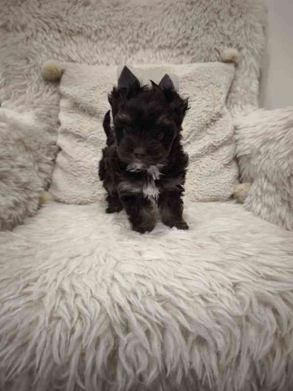 Jorkšírský teriér - čokoládový s PP - foto 1