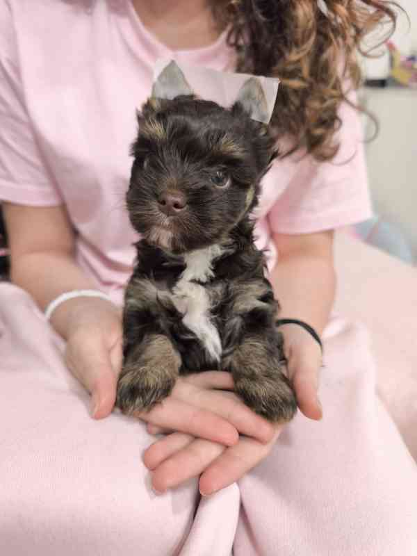 Jorkšírský teriér - čokoládový s PP - foto 6