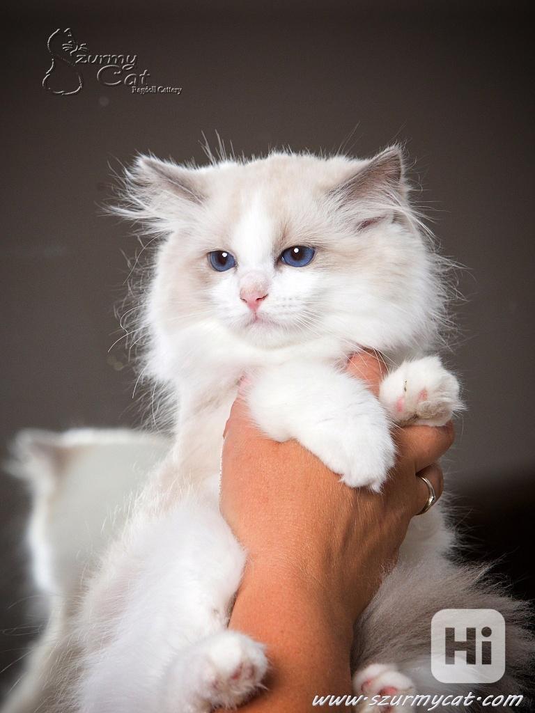 Ragdoll koťátka s PP - kocourci - foto 1