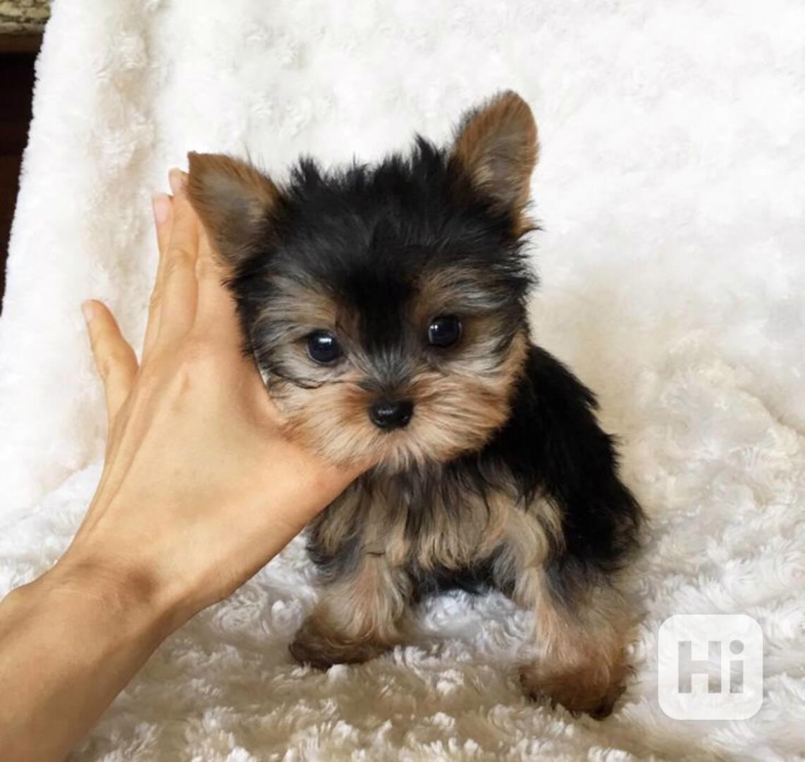 Prodám krásná štěňátka jorkšírského teriéra! - foto 1