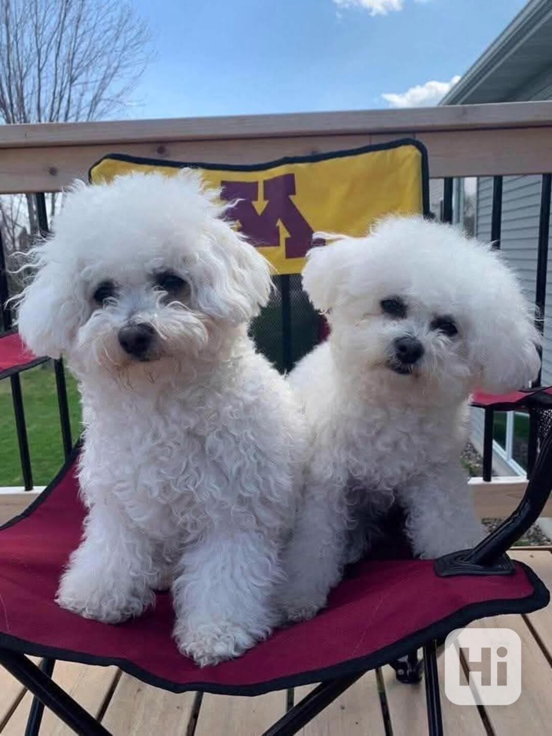 Nabízíme k prodeji štěňata bišonku frize - foto 1