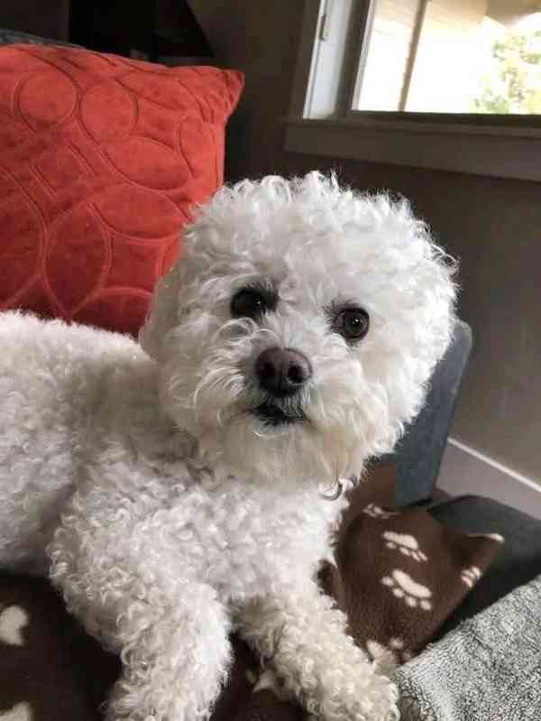 Nabízíme k prodeji štěňata bišonku frize - foto 2