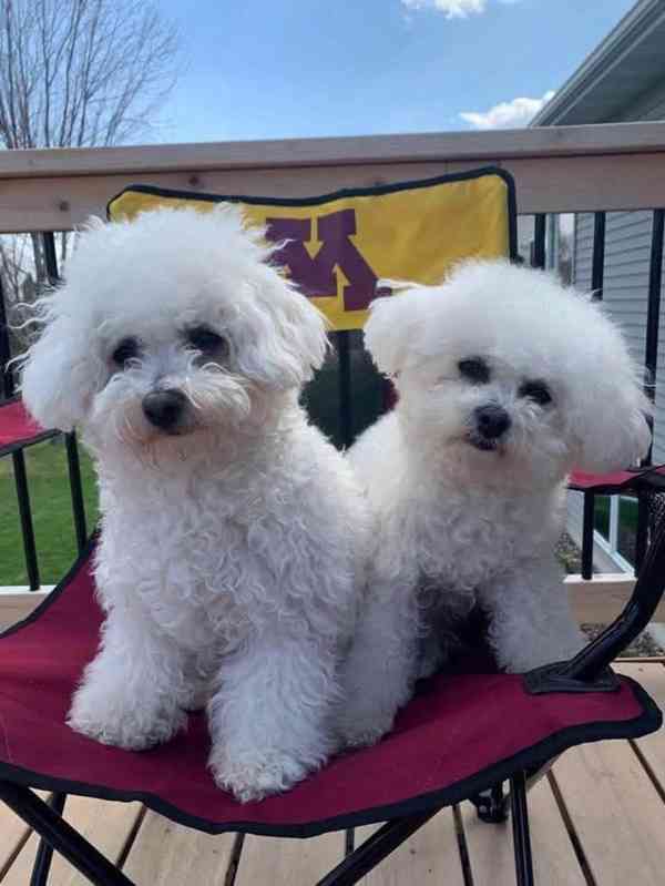 Nabízíme k prodeji štěňata bišonku frize - foto 1