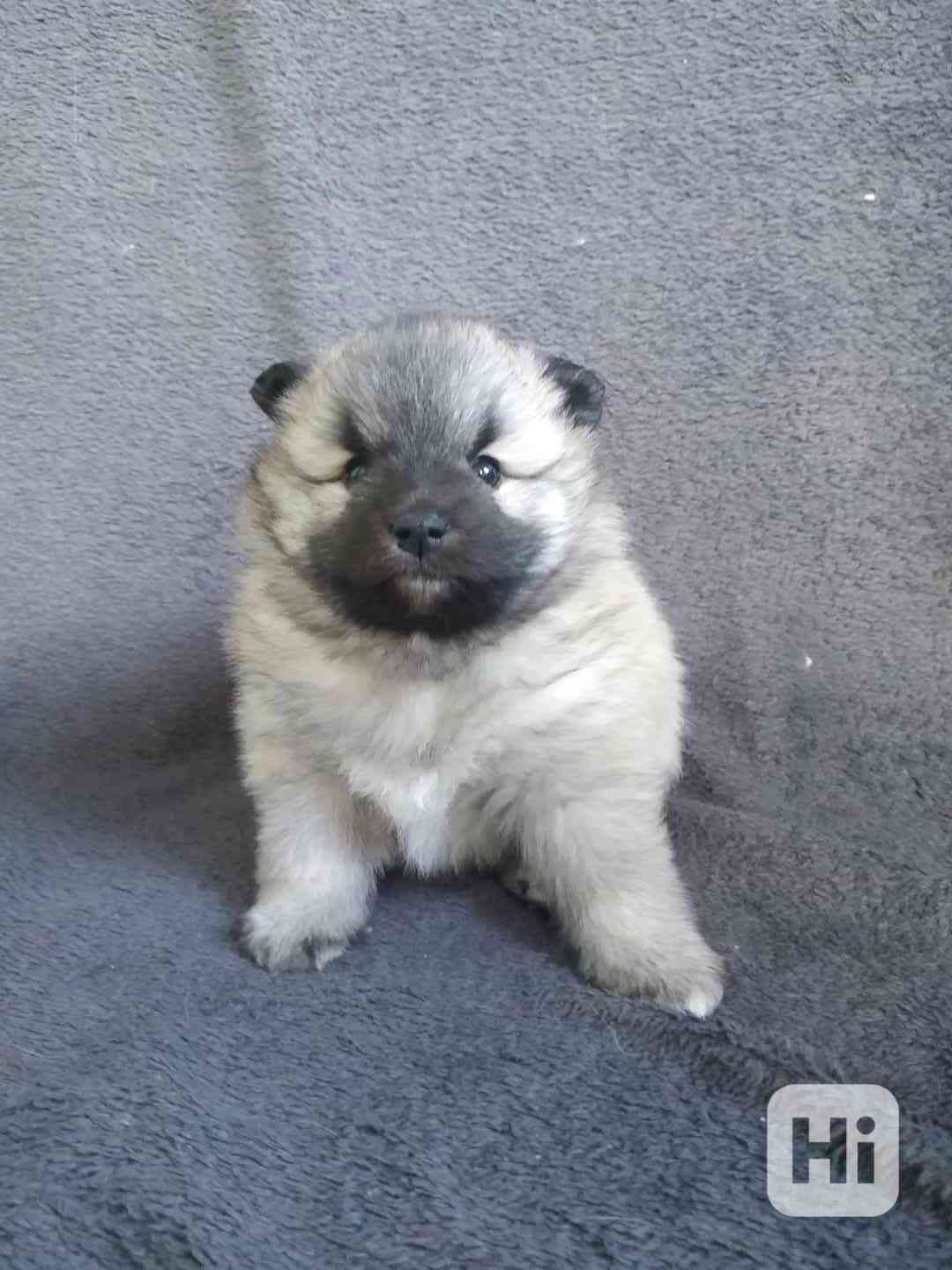 Německý špic  - foto 1