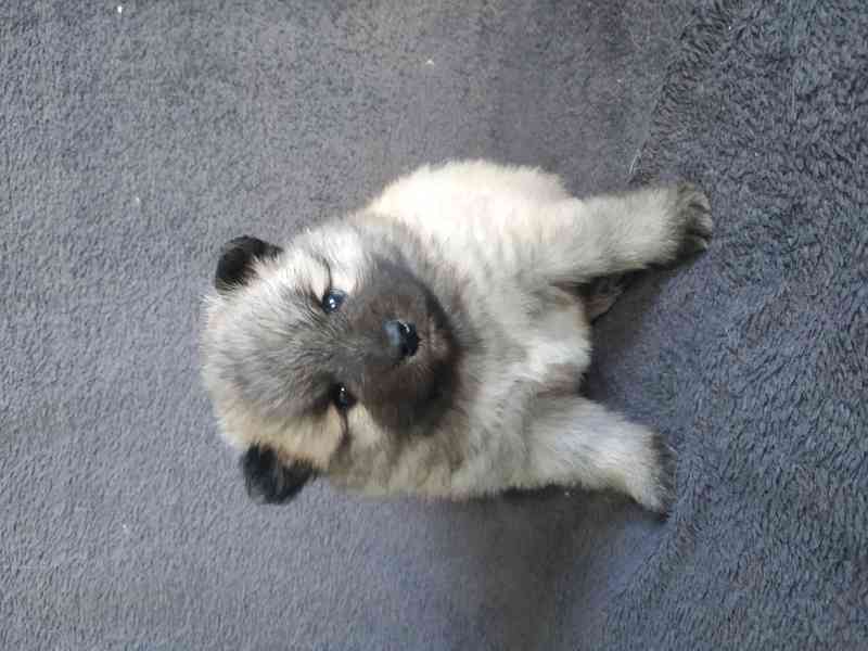 Německý špic  - foto 2