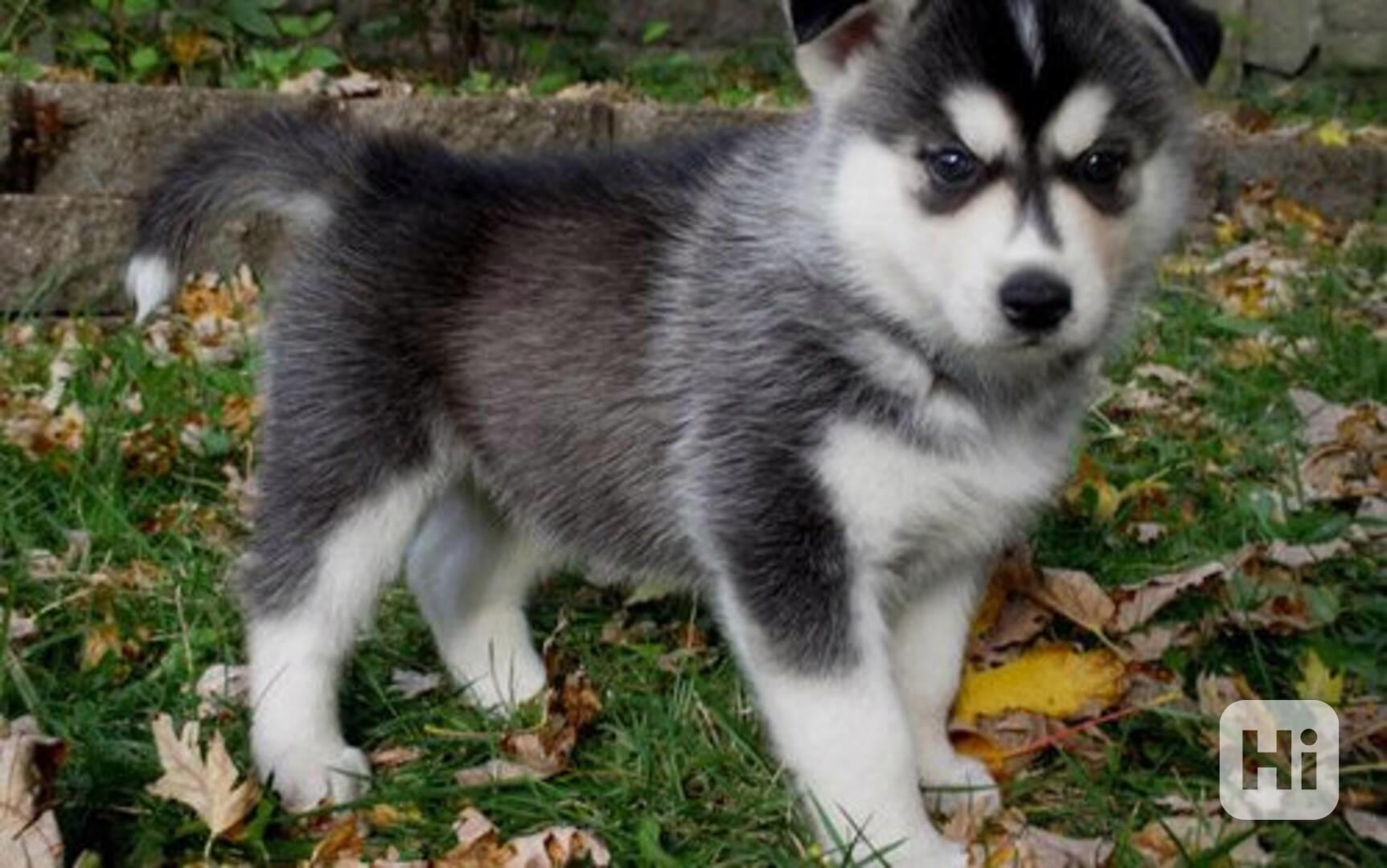 Štěňata sibiřského huskyho hledají milující domovy - foto 1