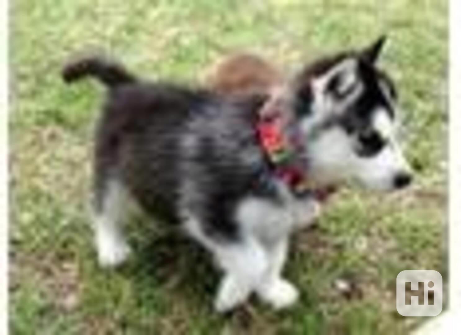 Úžasný sibiřský husky  - foto 1